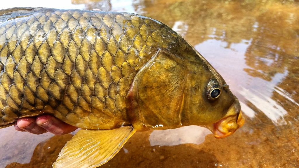 Gold Fever (5 Tips For Your Next Carp Outing), by Aaron Becker