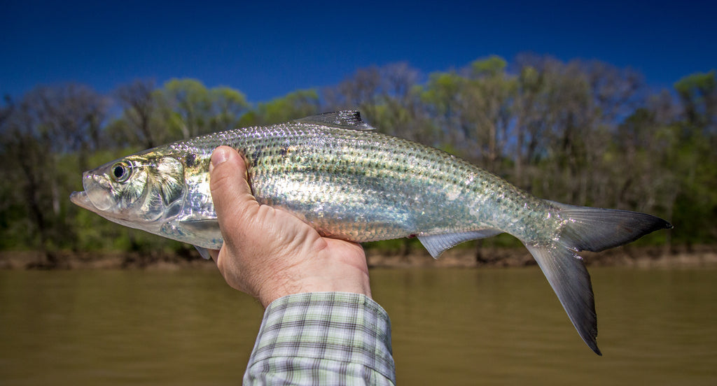How to Fish for Shad: American & Hickory Shad Fishing during the Spawn