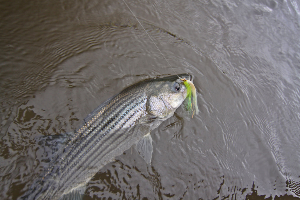 An Ode to the Clouser Minnow